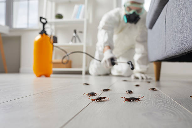 Commercial Kitchen Cockroach Control in Lawson